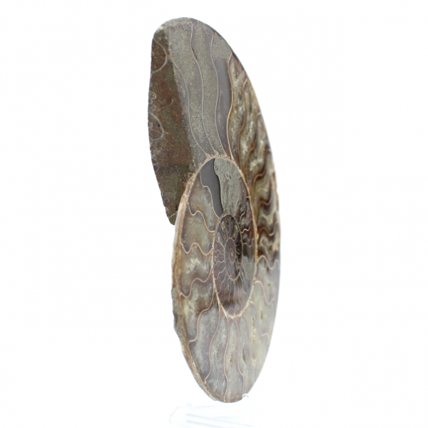 Fossil ammonite from madagascar