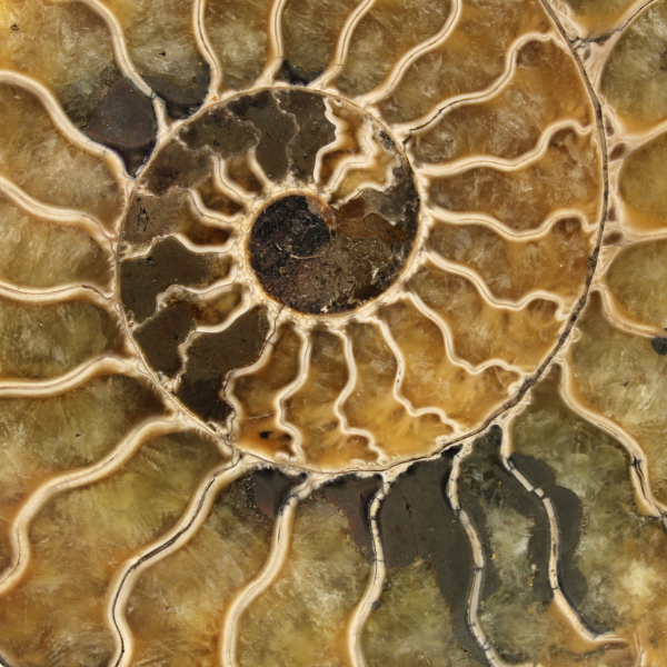 Ammonite naturelle fossile
