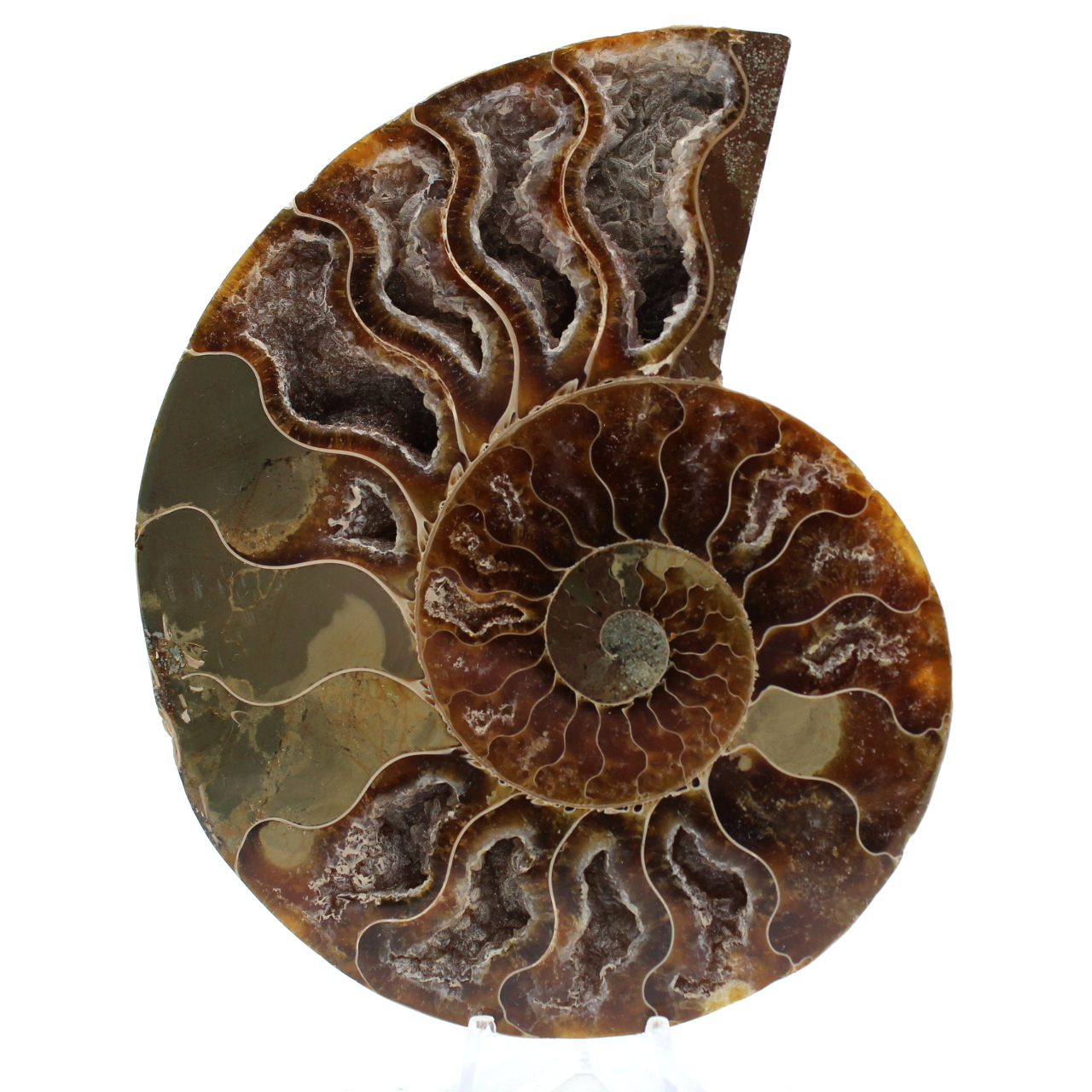 Polished ammonite fossil