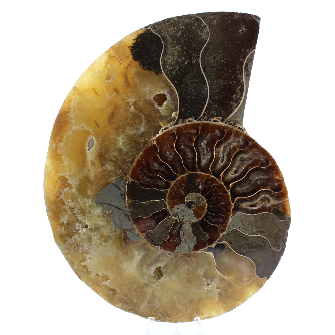 Fossilized ammonite