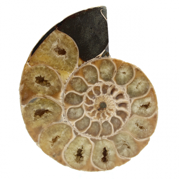 One piece ammonite fossil