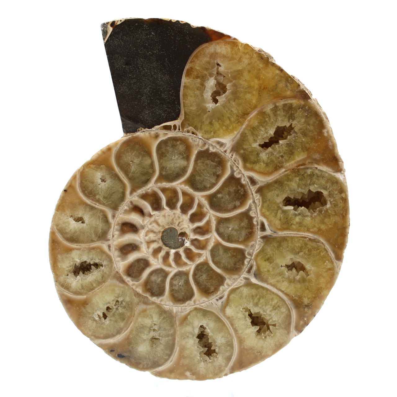Ammonite de Madagascar