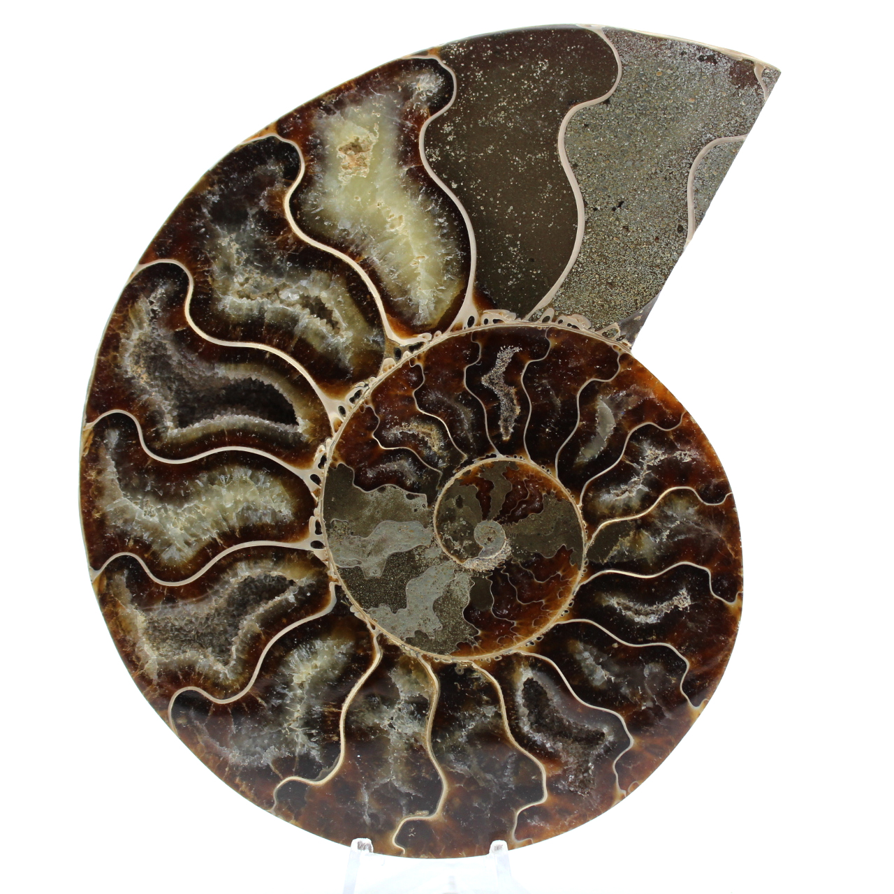 Ammonite naturelle de madagascar