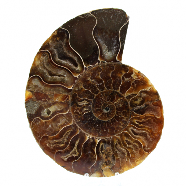 Fossil polished natural ammonite