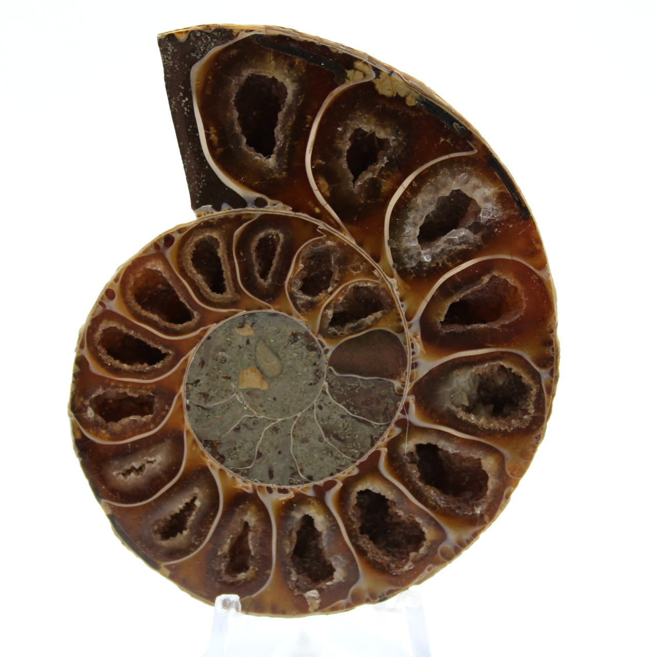 Ammonite polie