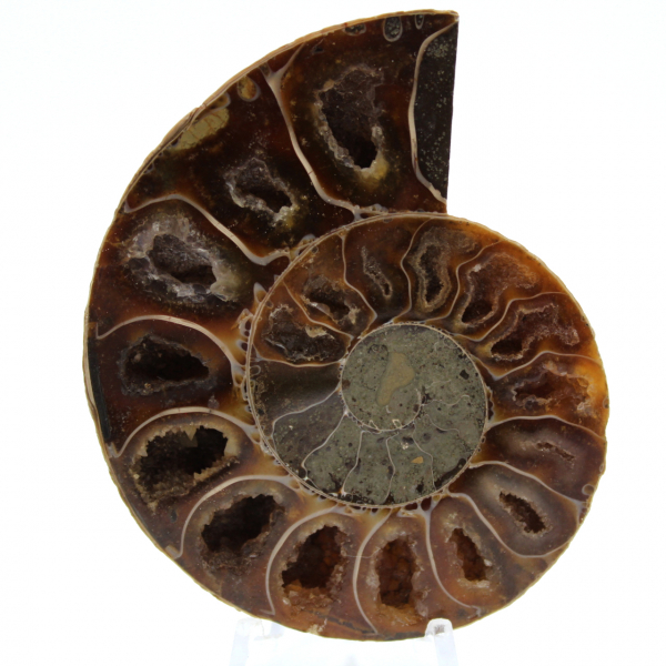 Polished fossilized ammonite
