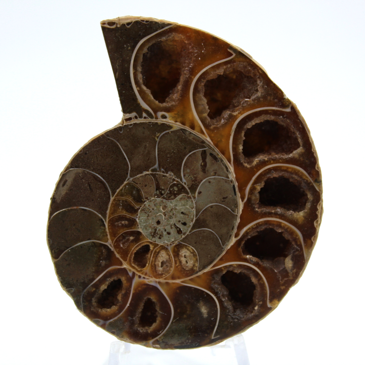 Polished ammonite