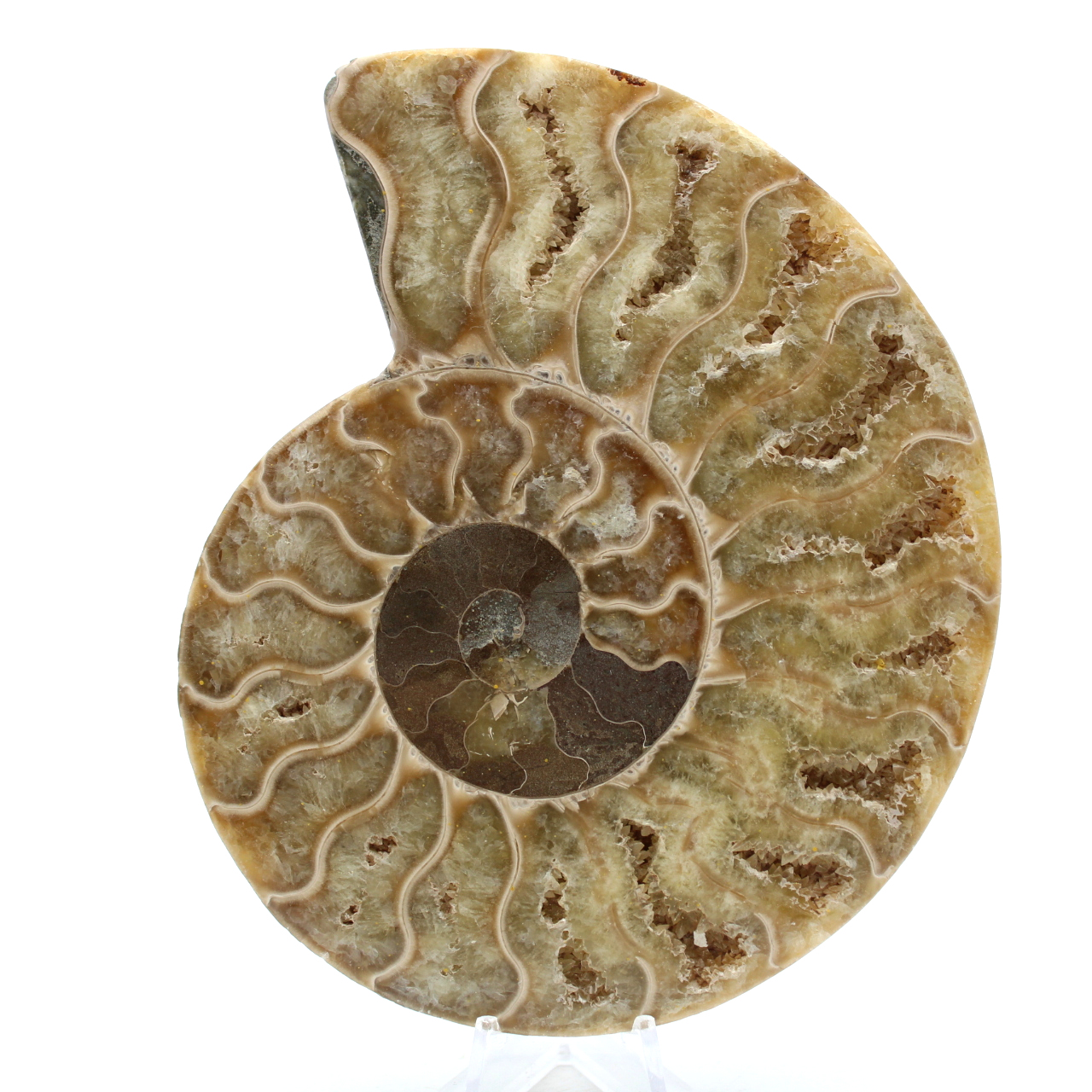 Polished fossilized ammonite