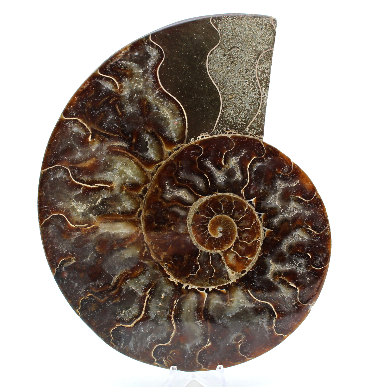 Ammonite from madagascar