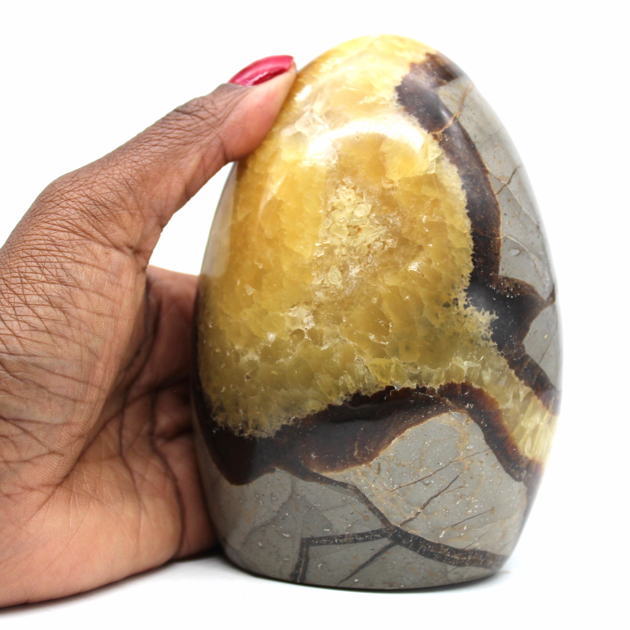 Septaria de collection