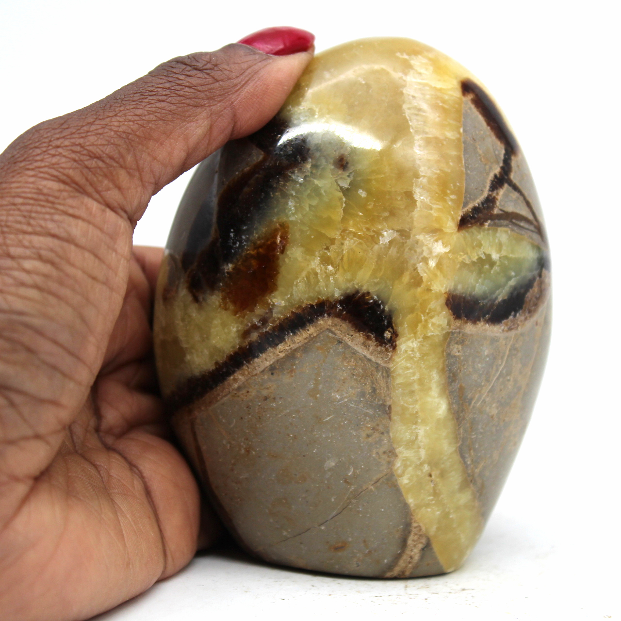 Polished septaria
