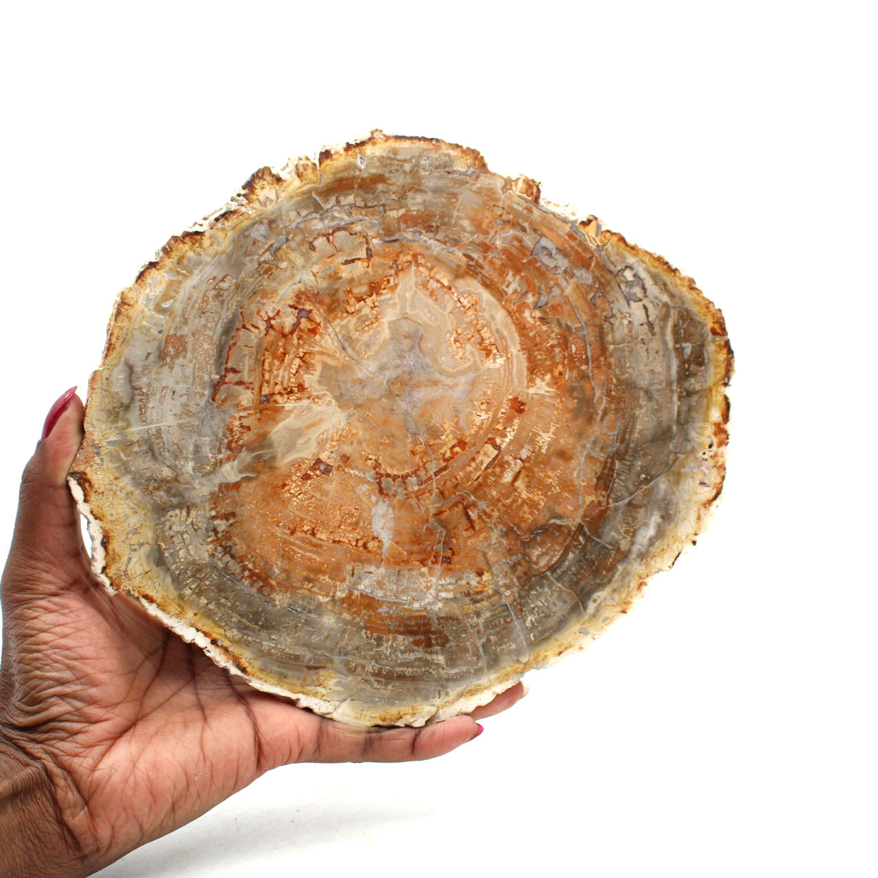 Polished petrified wood from madagascar
