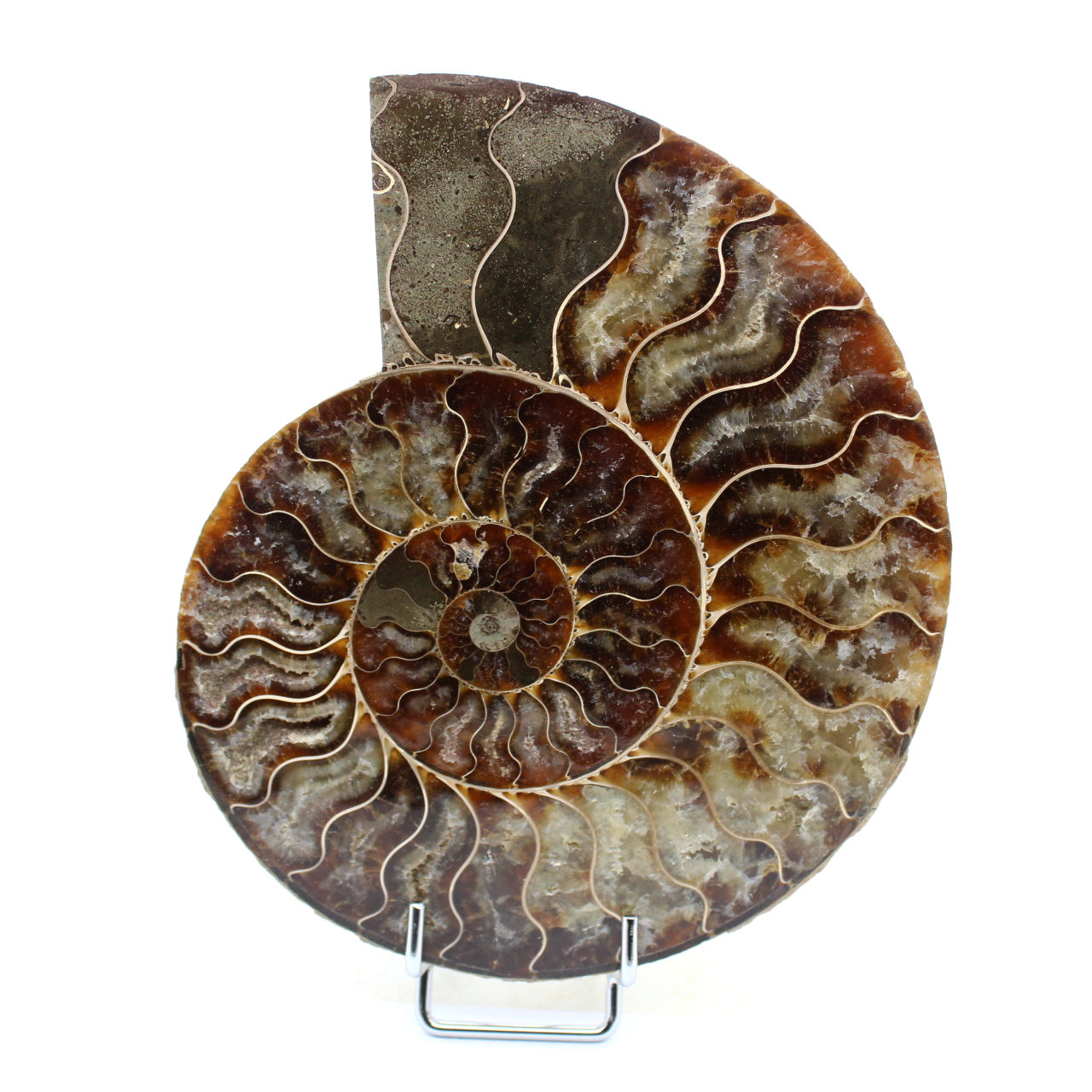 Ammonite naturelle de madagascar