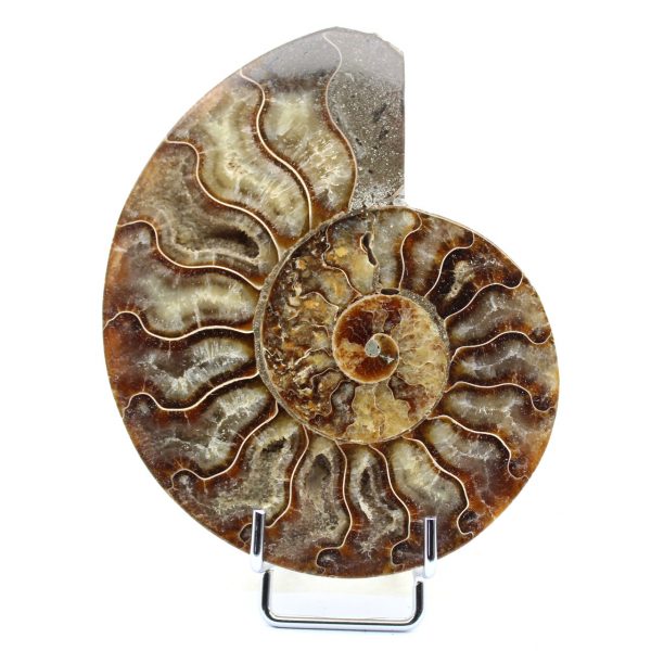 Ammonite de Madagascar