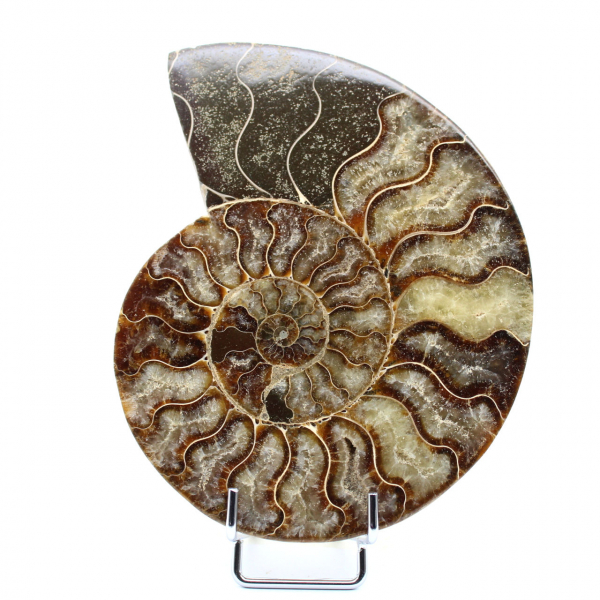 Ammonite polie naturelle de madagascar