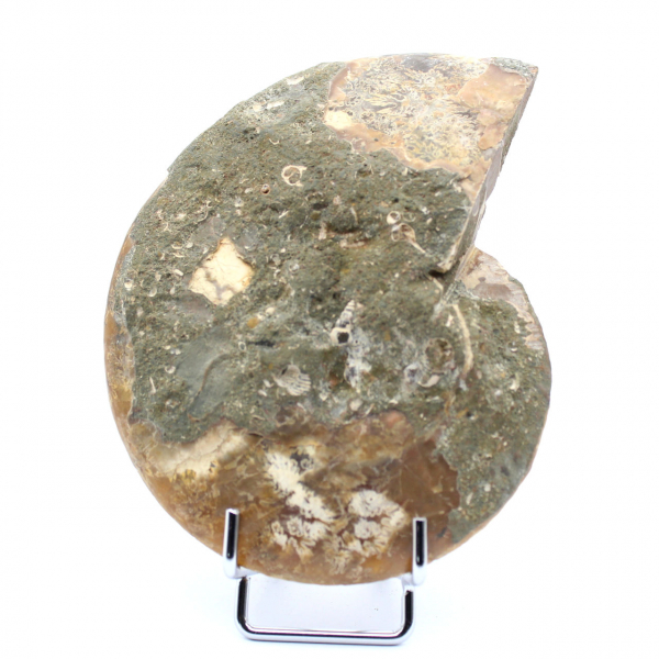 Ammonite polie