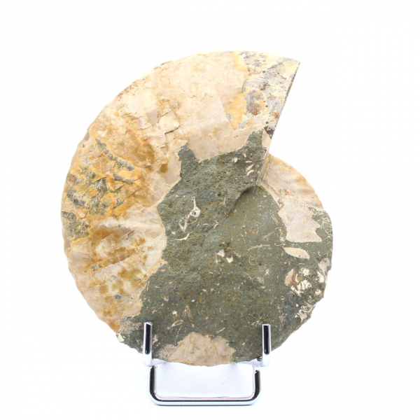 Ammonite fossile polie de Madagascar