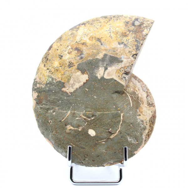 Ammonite fossile de Madagascar