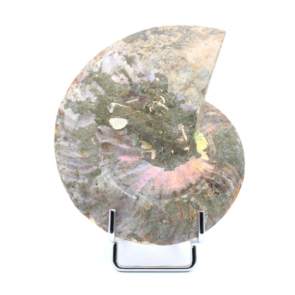Ammonite fossilisée polie
