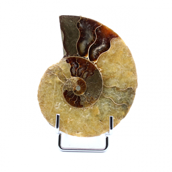 Ammonite