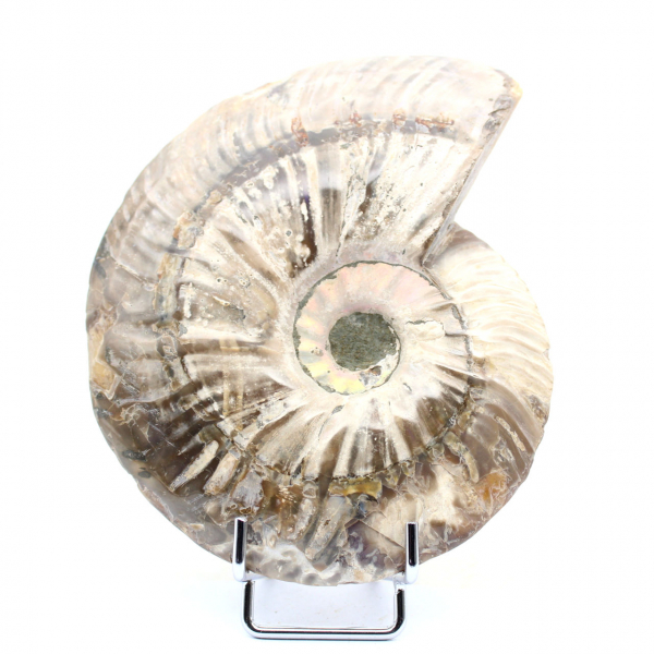 Ammonite une pièce