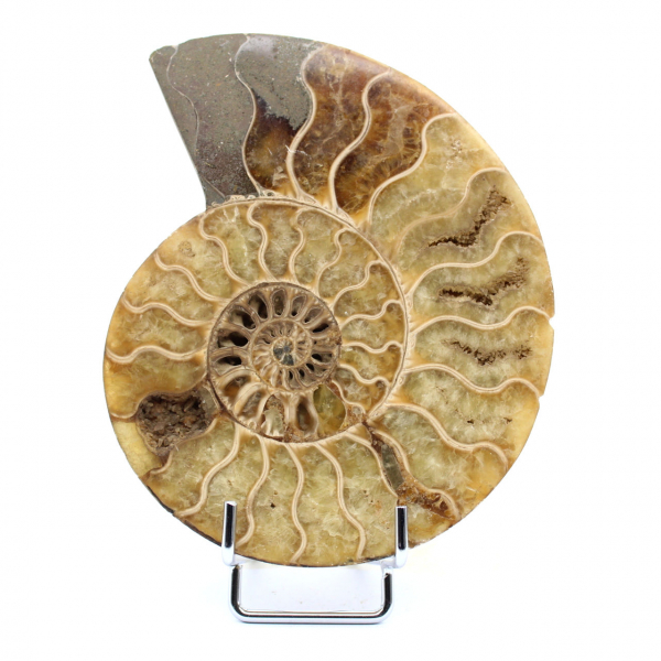 Fossile d'ammonite poli