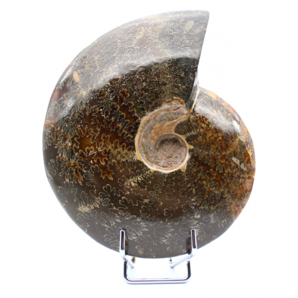 Ammonite entière endommagée