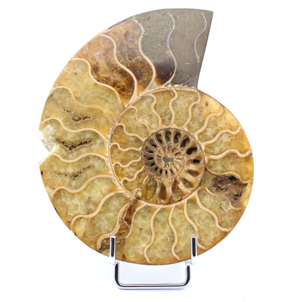 Ammonite endommagée