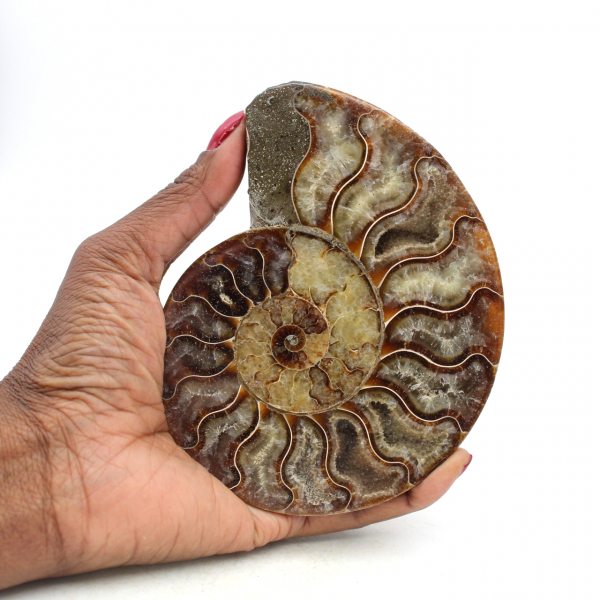 Fossile d'ammonite une pièce