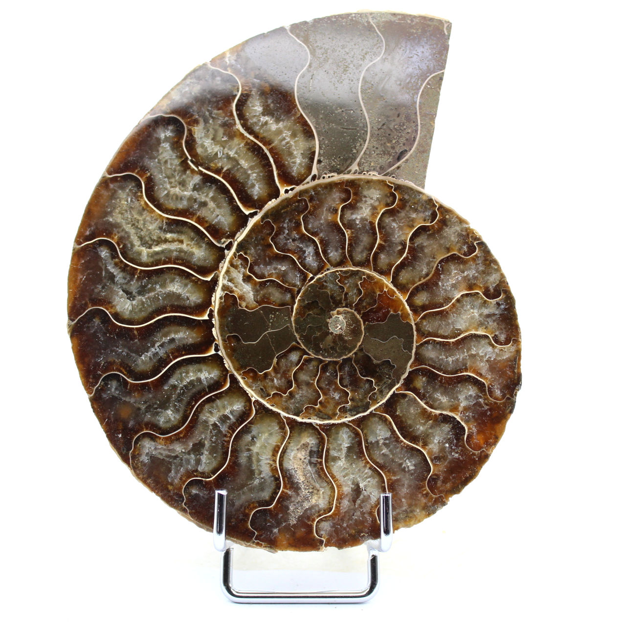 Ammonite sciée polie