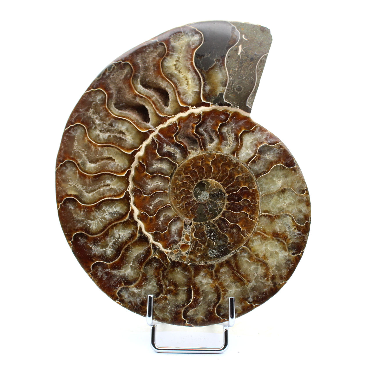 Ammonite fossile de Madagascar