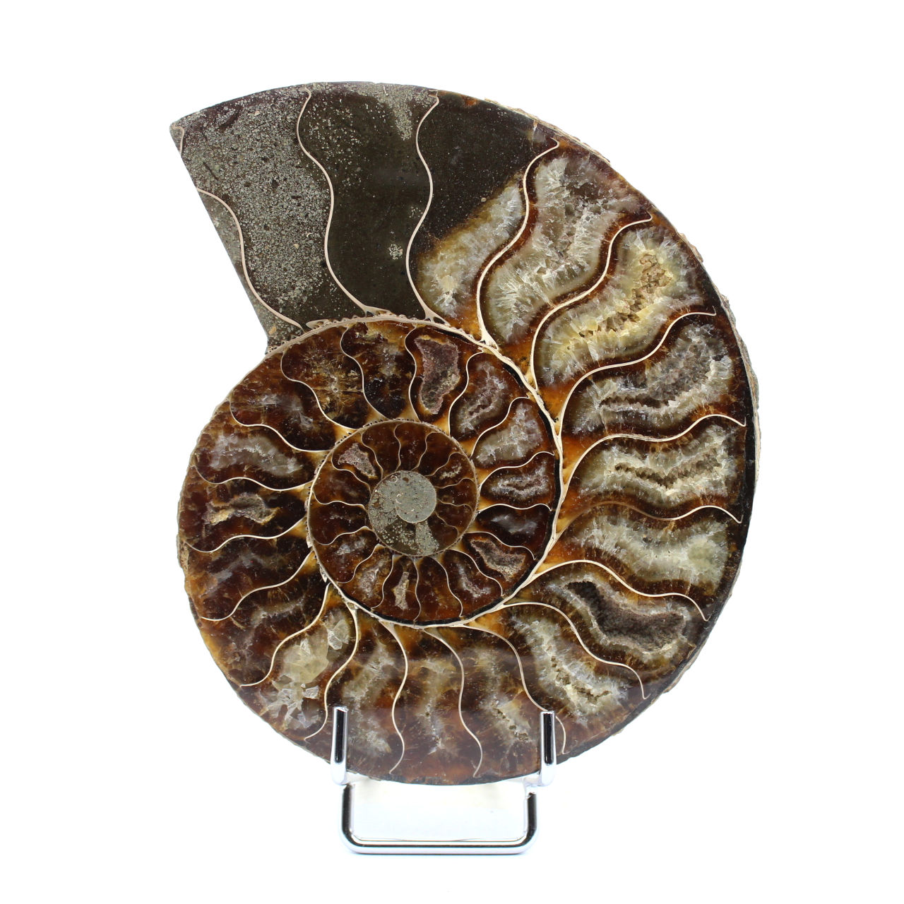 Ammonite sciée polie