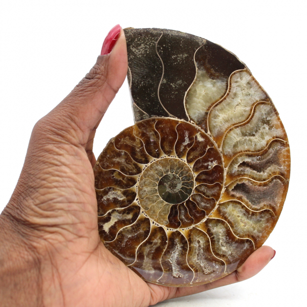 Ammonite polie