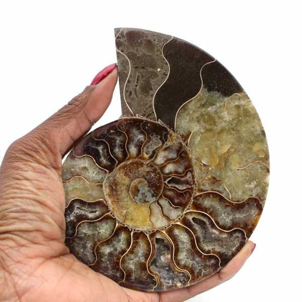 Ammonite polie de Madagascar