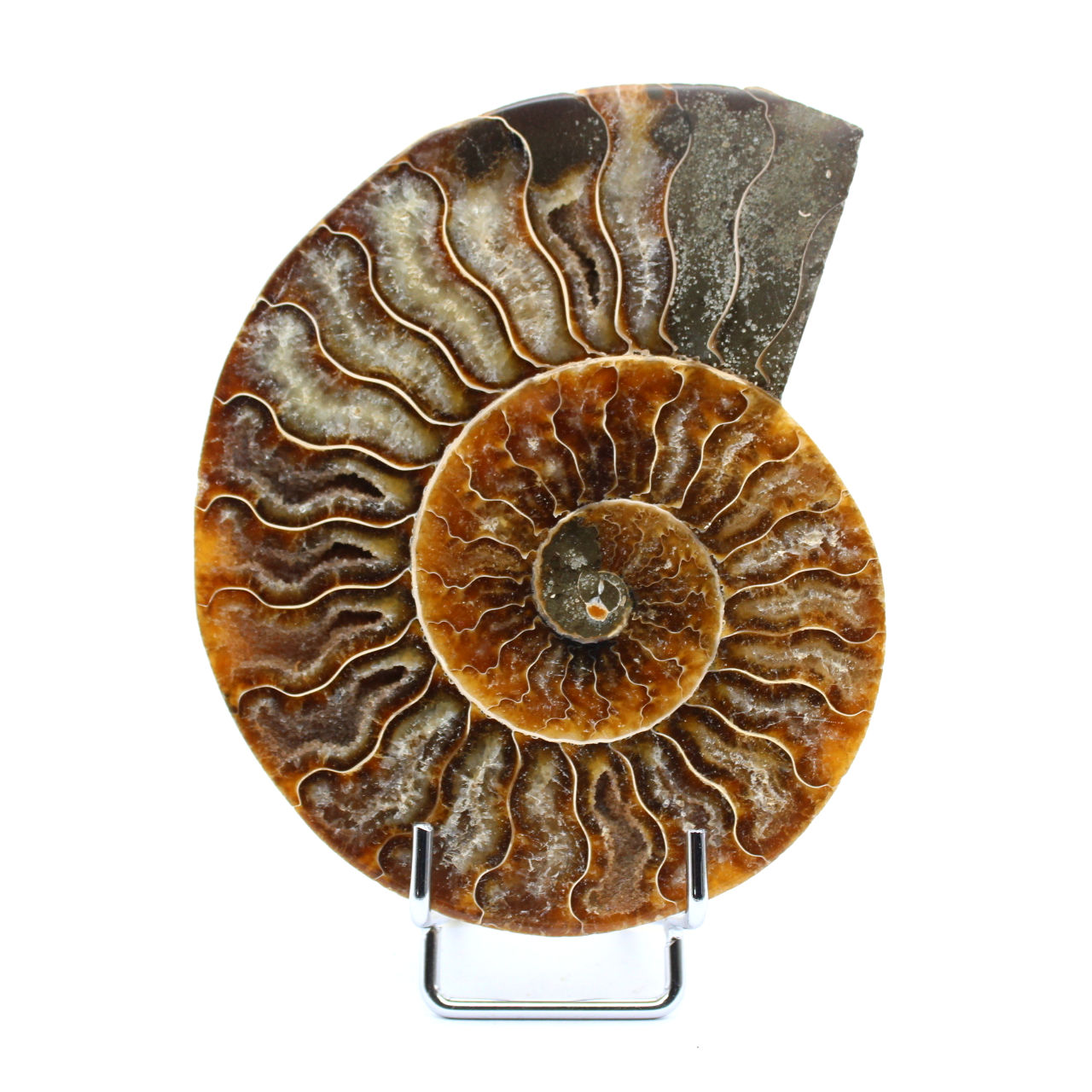 Ammonite fossilisée polie