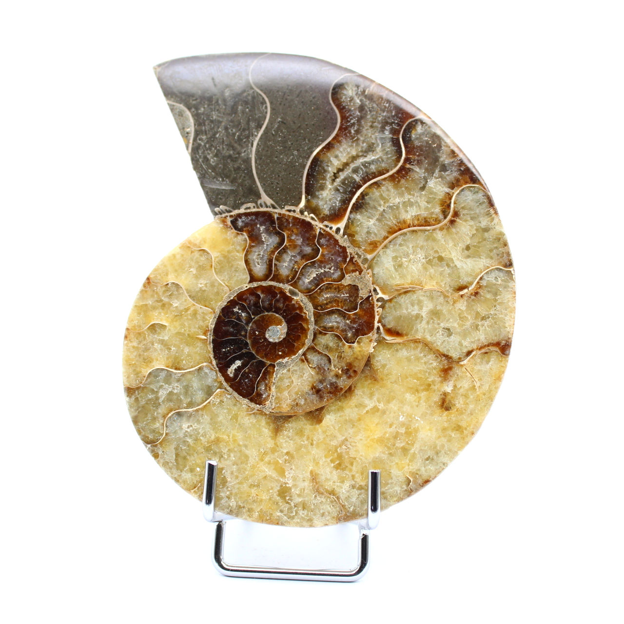 Ammonite fossilisée