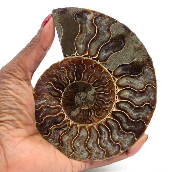 Ammonite polie naturelle de madagascar