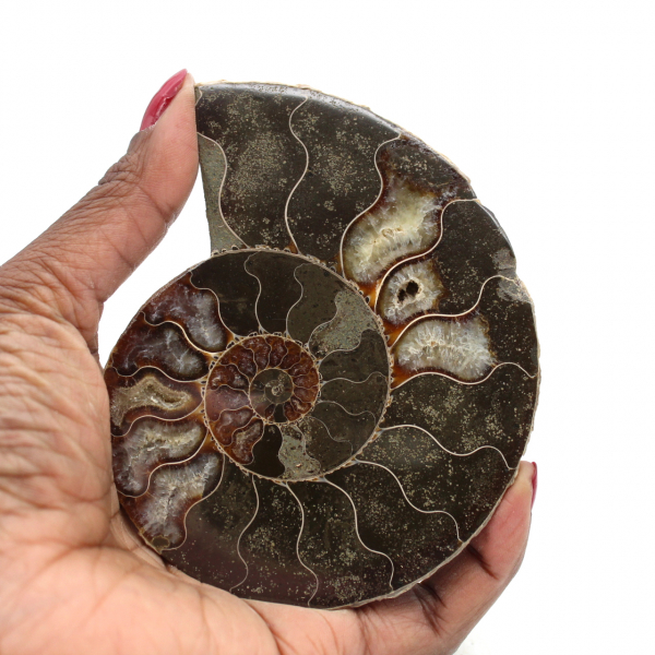 Ammonite polie