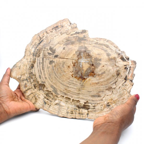 Bois fossile tranche polie