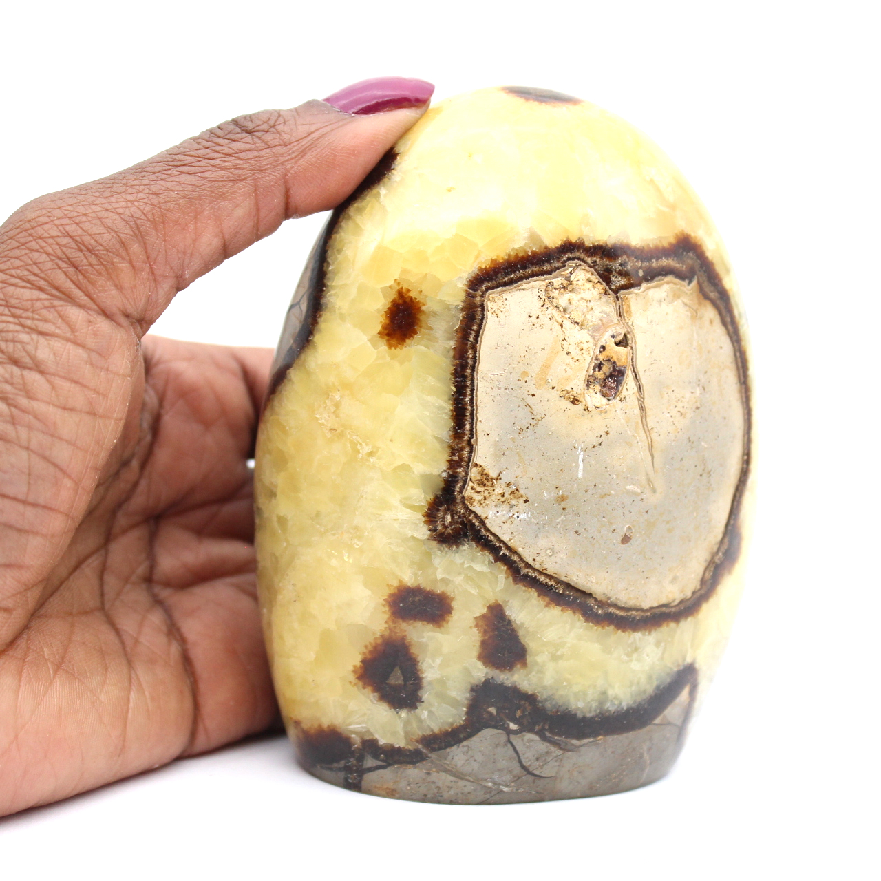 Septaria polie polie