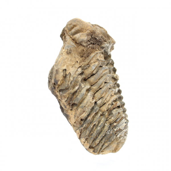 Trilobite du Maroc