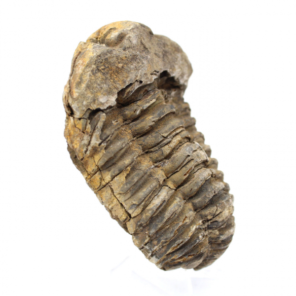 Trilobite fossile