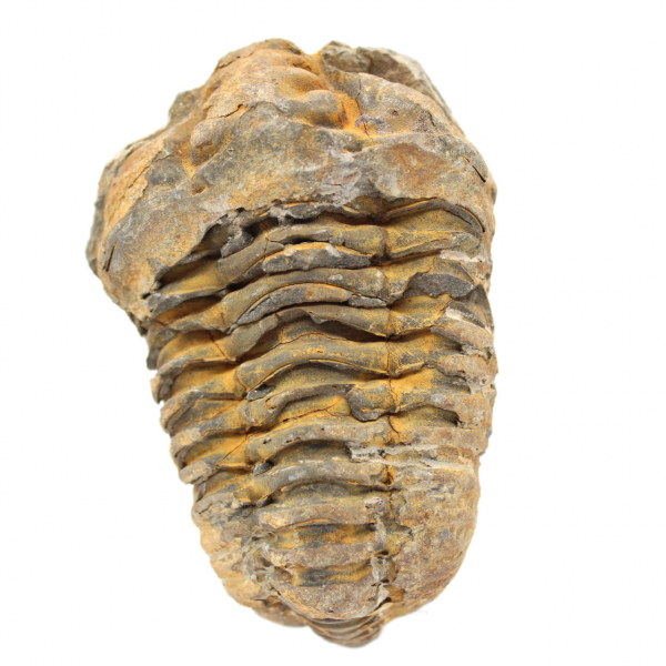 Trilobite