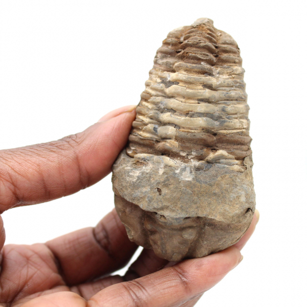 Trilobite fossile