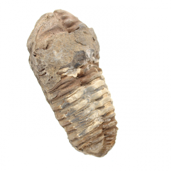 Trilobite fossile