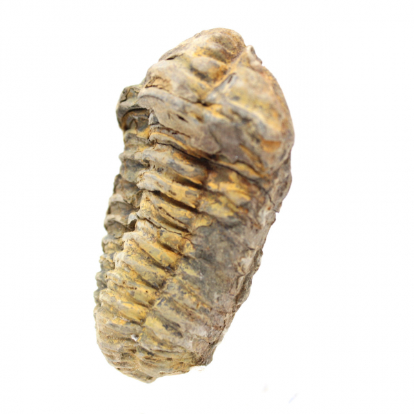 Trilobite