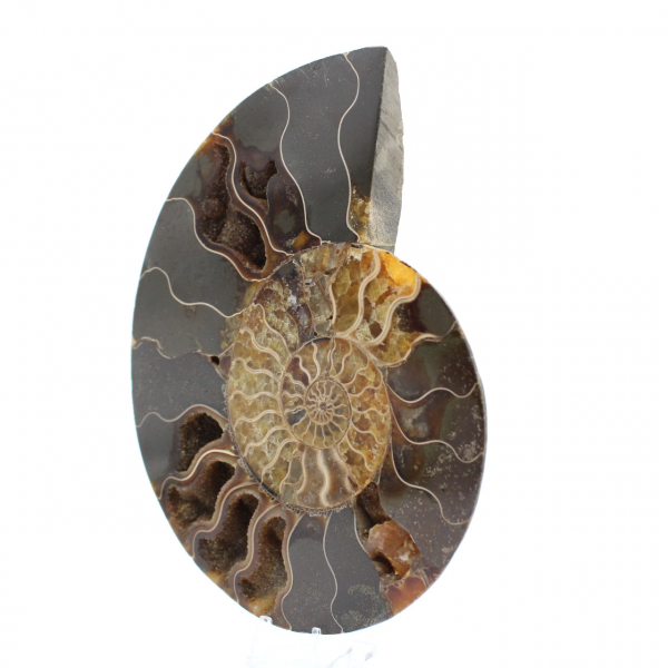 Polished Ammonite Fossil