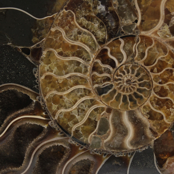 Polished Ammonite Fossil