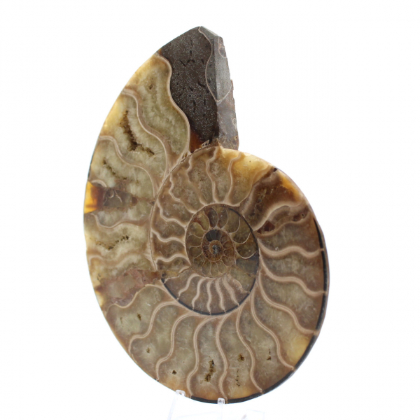 Ammonite fossilisée polie