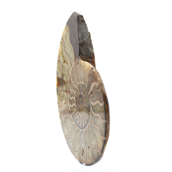 Polished Fossilized Ammonite